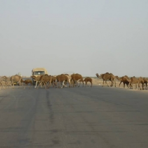 Wielbłądy na drodze - Irak 2003r.